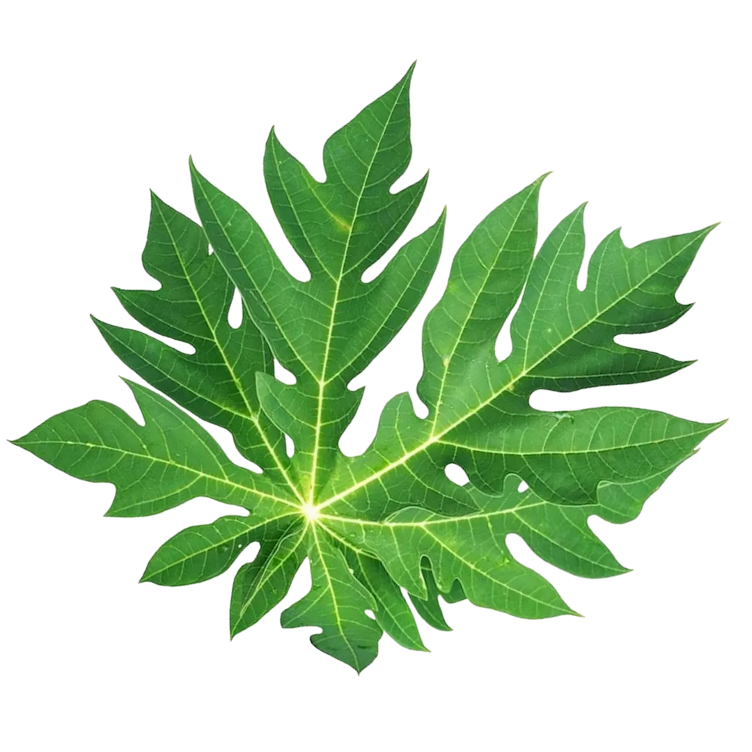 Daun pepaya sebagai sumber prebiotik alami untuk mendukung mikrobioma pencernaan anak